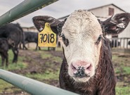 Budoucnost českého zemědělství: Jsou velcí producenti v ohrožení?