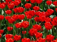 Folklorní okénko: Červený, bílý tulipán